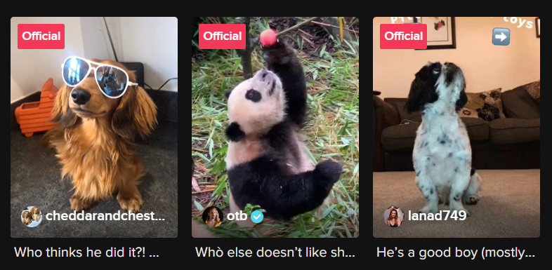 The Top 3 Reasons Why You Should Follow TikTok Pets on Social Media